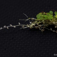 Utricularia striatula Sm.